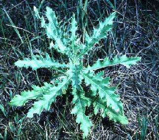 Canada Thistle, cirsium arvense (2)